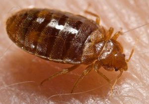 Bed Bug Removal Brooklyn Heights NY